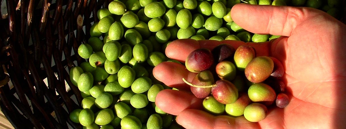 olio-clara-olio-extravergine-di-oliva-biologico-raccolta-olive